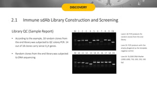 DISCOVERY
Library QC (Sample Report)
• According to the example, 18 random clones from
the end library was subjected to QC colony PCR. 14
out of 18 clones carry sense VHH genes.
• Random clones from the end library was subjected
to DNA sequencing.
M 1 2 3 4 5 6 7 8 9 CK
M 10 11 12 13 14 15 16 17 18 CK
Lane1-18: PCR products for
random clones from the end
library.
Lane CK: PCR products with the
empty phagemid as the template,
negative control.
Lane M: DL2000 DNA Marker
(2000,1000, 750, 500, 250, 100
bp)
2.1 Immune sdAb Library Construction and Screening
 
