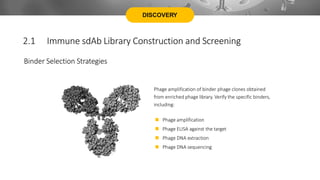 DISCOVERY
Binder Selection Strategies
Phage amplification of binder phage clones obtained
from enriched phage library. Verify the specific binders,
including:
 Phage amplification
 Phage ELISA against the target
 Phage DNA extraction
 Phage DNA sequencing
2.1 Immune sdAb Library Construction and Screening
 