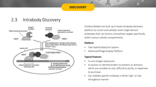 DISCOVERY
2.3 Intrabody Discovery
Platform
Typical Features
Creative Biolabs has built up A novel intrabody discovery
platform to screen and validate novel single domain
antibodies that can bind to intracellular targets specifically
within various cellular compartments.
• Two-Hybrid Detection System
• Advanced Phage Display Platform
• In vivo antigen expression.
• A solution to identify binders to proteins or domains,
which are unstable ex vivo, difficult to purify, or expensive
to purchase.
• Can validate specific antibody in either high- or low-
throughout manner
 