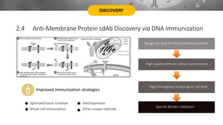 DISCOVERY
2.4 Anti-Membrane Protein sdAb Discovery via DNA Immunization
Design the best fit immunization procedure
High-throughput screening on cell lines
Specific Binders Validation
Improved immunization strategies
High-quality Immune Library Construction
Optimized boost schedule
Whole cell immunization
Electroporation
Other unique methods
 