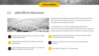 DEVELOPMENT
Creative Biolabs has developed a proprietary DNA mutagenesis technique
that is able to create a huge number (e.g. 1010) variants of the parental
antibody with defined positions mutated.
In combination with our first class phage display antibody library
construction and screening technologies, 10-100 fold increase in affinity for
parental single domain antibodies of low nM affinity is frequently achieved.
A phage display mutant library at a size of 1010 is created
for each parental sdAb.
Frequently use parental sdAb or antigen to wash away
weak mutants.
High-throughput biopanning to isolate rare mutants with
affinity-increased for 10 or more fold.
Validate a large number, e.g. 80, affinity-matured individual mutants
using phage ELISA and antibody ELISA.
Affinity (e.g. KD) determination on top 5 affinity-matured sdAb
mutants.
Get sdAbs of an affinity of 0.1 nM over better.
01 02
03 04
05 06
3.2 sdAb Affinity Maturation
 