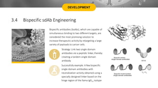 DEVELOPMENT
3.4 Bispecific sdAb Engineering
Bispecific antibodies (bsAbs), which are capable of
simultaneous binding to two different targets, are
considered the most promising solution to
increase therapeutic activity by retargeting a large
variety of payloads to cancer cells.
Strategy: Link two single domain
antibodies via a peptidic linker, thereby
creating a tandem single domain
antibody.
Successfully example: A few bispecific
single domain antibodies with
neutralization activity obtained using a
specially designed linker based on the
hinge region of the llama IgG2a isotype
 