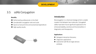 DEVELOPMENT
3.5 sdAb Conjugation
Applications
 Biological interaction discovery
 Diagnostic applications
 Extend the half-life of single domain
antibody
Benefits
 Performed by professionals in this field
 Considerable conjugation ratio and scale
 Quick turnaround time and economical expenditure
 High-quality results
Introduction
Bioconjugation is a chemical strategy to form a stable
covalent link between two molecules. Conjugated
sdAbs have been found significant applications for
enhanced stability, sensitive and functionalities in
diagnostics and therapeutics.
 