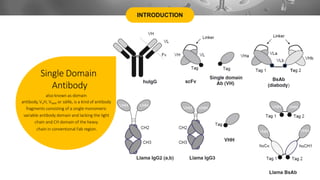 INTRODUCTION
Single Domain
Antibody
also known as domain
antibody, VHH, VNAR or sdAb, is a kind of antibody
fragments consisting of a single monomeric
variable antibody domain and lacking the light
chain and CH domain of the heavy
chain in conventional Fab region.
 