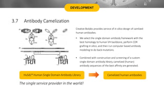DEVELOPMENT
3.7 Antibody Camelization
Creative Biolabs provides service of in silico design of camlized
human antibodies.
• We select the single domain antibody framework with the
best homology to human VH backbone, perform CDR
grafting in silico, and then run computer based antibody
modeling to do back mutations.
• Combined with construction and screening of a custom
single domain antibody library, camelized (human)
antibody sequences of the best affinity are generated.
HuSdL® Human Single Domain Antibody Library Camelized human antibodies
The single service provider in the world!
 