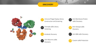 DISCOVERY
Immune Phage Display Library
Construction and Screening
01 Anti-Membrane Protein
sdAb Discovery
05
Premade sdAb Library
Screening
02 Anti-IdiotypesdAb
Discovery
06
03 Intrabody Discovery Anti-BBB sdAb Discovery
07
Anti-Albumins sdAb
Discovery
04 Custom sdAb Production
08
 