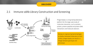 DISCOVERY
Phage display is a long-lasting laboratory
platform for the large-scale study of
molecules interaction, such as protein-
protein, protein-peptide and protein-DNA
interactions and molecule selection.
2.1 Immune sdAb Library Construction and Screening
Relying on engineering bacteriophages
to display interested molecules on their
surface, phage display can result in a
linkage between genotype and
phenotype.
 