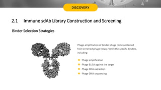 DISCOVERY
Binder Selection Strategies
Phage amplification of binder phage clones obtained
from enriched phage library. Verify the specific binders,
including:
 Phage amplification
 Phage ELISA against the target
 Phage DNA extraction
 Phage DNA sequencing
2.1 Immune sdAb Library Construction and Screening
 