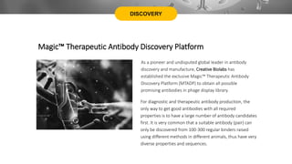 DISCOVERY
Magic™ Therapeutic Antibody Discovery Platform
As a pioneer and undisputed global leader in antibody
discovery and manufacture, Creative Biolabs has
established the exclusive Magic™ Therapeutic Antibody
Discovery Platform (MTADP) to obtain all possible
promising antibodies in phage display library.
For diagnostic and therapeutic antibody production, the
only way to get good antibodies with all required
properties is to have a large number of antibody candidates
first. It is very common that a suitable antibody (pair) can
only be discovered from 100-300 regular binders raised
using different methods in different animals, thus have very
diverse properties and sequences.
 