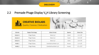 DISCOVERY
Libraries Display Technology Library Format Species Library Size
CaVHHL-1 Phage Display Naï
ve VHH Camel 1.5 × 109
CaVHHL-2 Phage Display Naï
ve VHH Camel 2.0 × 109
LlaVHHL-1 Phage Display Naï
ve VHH Llama 2.0 × 109
HuSdL-1 Phage Display Camelized synthetic VHH Human 1.5 × 109
HuSdL-2 Phage Display Camelized synthetic VHH Human 2.5 × 1010
Quality / Science / Dedication
CREATIVE BIOLABS
2.2 Premade Phage Display VHH Library Screening
 