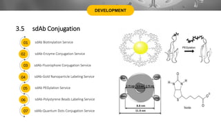 DEVELOPMENT
3.5 sdAb Conjugation
sdAb Biotinylation Service
sdAb-Enzyme Conjugation Service
sdAb-Fluorophore Conjugation Service
sdAb-Gold Nanoparticle Labeling Service
sdAb PEGylation Service
sdAb-Polystyrene Beads Labeling Service
sdAb-Quantum Dots Conjugation Service
01
02
03
04
05
06
07
 