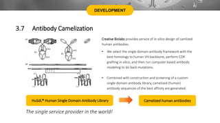 Creative Biolabs provides service of in silico design of camlized
human antibodies.
• We select the single domain antibody framework with the
best homology to human VH backbone, perform CDR
grafting in silico, and then run computer based antibody
modeling to do back mutations.
• Combined with construction and screening of a custom
single domain antibody library, camelized (human)
antibody sequences of the best affinity are generated.
DEVELOPMENT
3.7 Antibody Camelization
HuSdL® Human Single Domain Antibody Library Camelized human antibodies
The single service provider in the world!
 