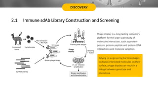 DISCOVERY
Phage display is a long-lasting laboratory
platform for the large-scale study of
molecules interaction, such as protein-
protein, protein-peptide and protein-DNA
interactions and molecule selection.
2.1 Immune sdAb Library Construction and Screening
Relying on engineering bacteriophages
to display interested molecules on their
surface, phage display can result in a
linkage between genotype and
phenotype.
 