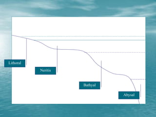 Lithoral
Neritis
Bathyal
Abysal
 