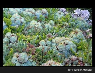 XERISCAPE PLANTINGS
 