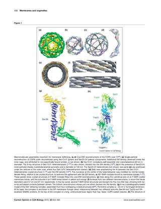 456 Membranes and organelles
Figure 1
Macromolecular assemblies important for membrane trafficking. (a–d) Cryo-EM reconstructions of the COPII coat [10
]. (a) Single-particle
reconstruction of COPII coats reconstituted using Sec13-31 (green) and Sec23-24 (yellow) components. Additional EM density observed inside the
inner cage, and attributed to non-specifically bound protein, is not shown. (b) Sec13-31 complexes self-assemble into cuboctahedrons 60 nm in
diameter. The X-ray structure of Sec13-31 heterotetramers [11
] is also shown, docked into the EM density [10
]. (c) In the presence of Sec23-24,
most particles display icosidodecahedral symmetry and a diameter of 100 nm. The Sec23-24 heterodimers (not shown; see panel (a)) are positioned
under the vertices of the outer coat, where four Sec13-31 heterotetramers interact. (d) Side view emphasizing the fit between the Sec13-31
heterotetramer crystal structure [11
] and the EM density [10
]. The curvature at the center of the heterotetramer was modified by normal modes
flexible fitting, relative to the crystal structure, to optimize the agreement with the EM density. (e, f) F-BAR modules bound to membrane tubules [17
].
These panels show crystal structures of F-BAR modules fitted into cryo-EM reconstructions. (e) View along the cylindrical axis of an F-BAR coated
membrane tubule, with the subunits in an F-BAR dimer shown in yellow and orange. (f) Surfaces from two different reconstructions, in which the tubule
diameters were 57 nm and 67 nm, respectively. In the top panel, several F-BAR dimer structures are docked into the cryo-EM map, showing both tip-
to-tip and lateral contacts between dimers. The bottom reconstruction shows just one dimer docked into the density. (g) X-ray crystallography-based
model of the Dsl1 tethering complex, assembled from four overlapping crystal structures [38
]. The entire complex is 30 nm in its longest dimension.
At its base, the complex is anchored to the ER membrane through direct interactions between two different subunits (Sec39 and Tip20) and ER-
localized SNARE proteins. At the top of the complex is a long, unstructured loop region that may ‘lasso’ COPI-coated vesicles. (h) The structure of
Current Opinion in Cell Biology 2010, 22:454–460 www.sciencedirect.com
 