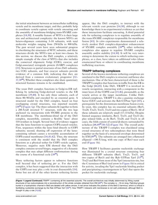 the initial attachment between an intracellular trafﬁcking
vesicle and its membrane target, and they probably help
to coordinate vesicle capture with vesicle uncoating and
the assembly of membrane-bridging trans-SNARE com-
plexes [14,30]. A notable feature of MTCs is their large
size and architectural complexity: the known MTCs are
hetero-oligomers containing 3–10 subunits, with total
molecular weights ranging from 250 kDa to 800 kDa.
The past several years have seen substantial progress
in elucidating the structures of MTC subunits, and these
structures divide the MTCs into at least two classes. In
this section, we discuss the Dsl1 complex, a relatively
simple example of the class of MTCs that also includes
the conserved oligomeric Golgi (COG), exocyst, and
Golgi-associated retrograde protein (GARP) complexes
[31]. Structures or partial structures of two Dsl1 subunits,
two COG subunits, and four exocyst subunits provide
evidence of a common fold, indicating that they are
derived from a common evolutionary progenitor [32–
37,38
]. Whether these complexes also share quaternary
structural features remains to be established.
The yeast Dsl1 complex functions in Golgi-to-ER traf-
ﬁcking by tethering Golgi-derived vesicles to the ER
membrane [39,40]. It has only three subunits, each of
them 80–90 kDa and encoded by an essential gene. A
structural model for the Dsl1 complex, based on four
overlapping crystal structures, was reported recently
[38
] (Figure 1g). The three subunits ﬁt together to form
a 200 A˚ -tall inverted ‘U’ structure, with the two legs
anchored via interactions with SNARE proteins to the
ER membrane. The membrane-distal tip of the Dsl1
complex, meanwhile, contains a ﬂexible ‘lasso’ about
110 residues in length. Several lines of evidence suggest
that the lasso functions to capture COPI-coated vesicles.
First, sequences within the lasso bind directly to COPI
subunits; second, shutting off expression of the lasso-
containing subunit causes a reversible accumulation of
COPI-coated membranes [16,41,42]. Thus, the structure
is consistent with the model that the Dsl1 complex
functions as a physical tether for COPI vesicle capture.
Moreover, negative stain EM showed that the Dsl1
complex contains several hinges, suggestive of a dynamic
complex that may adopt different conformations during
the course of a functional cycle [38
].
Many tethering factors appear to subserve functions
well beyond that of tethering per se. For the Dsl1
complex, it has been suggested that the interaction with
the COPI coat may play a role in coat disassembly [16].
Some but not all of the other known tethering factors
appear, like the Dsl1 complex, to interact with the
relevant vesicle coat proteins [14,30], although to our
knowledge there is no experimental evidence as yet that
these interactions facilitate uncoating. A third potential
role for tethering complexes is to regulate assembly of
the trans-SNARE complexes responsible for membrane
fusion [43]. In vitro experiments demonstrated a rela-
tively modest Dsl1 complex-dependent enhancement
of SNARE complex assembly [38
]; other tethering
complexes also appear to regulate SNARE complex
assembly and/or stability [14,30]. It will be very inter-
esting to determine the extent to which tethering com-
plexes, as a class, have taken on additional roles (those
enumerated here or others) in coordinating membrane
trafﬁcking reactions.
TRAPP tethering complexes
Several of the known membrane tethering complexes are
unrelated to the Dsl1 complex in structure and hence also
mechanism. One of the best characterized of these is the
TRAPP I complex that functions in trafﬁc from the ER to
the Golgi [44,45]. Like Dsl1, TRAPP I is involved in
vesicle recognition, interacting with a component in the
inner layer of the COPII coat [15,46], presumably as the
vesicle arrives at the target membrane. Unlike Dsl1-
related complexes, TRAPP I is also a guanine exchange
factor (GEF) and activates the Rab GTPase Ypt1 [47], a
prerequisite for the downstream membrane fusion event.
In yeast, this complex has six essential subunits (Bet5,
Trs20, Trs23, Trs31, Trs33 and two copies of Bet3). All of
these subunits are relatively small (17–33 kDa). Despite
limited sequence similarity, Bet3, Trs31, and Trs33 dis-
play related folds, as do Bet5, Trs20, and Trs23; in all
cases, the folds consist of central b-sheets surrounded by
a-helices [48,49
,50–52] (Figure 1h). The overall archi-
tecture of the TRAPP I complex was elucidated using
crystal structures of two subcomplexes that were ﬁtted
together on the basis of a structural envelope determined
by EM [49
]. The subunits are arranged into a ﬂattened
ellipsoid 180 A˚ long, with one copy of Bet3 near each
end (Figure 1h).
How TRAPP I facilitates guanine nucleotide exchange
was illuminated by a crystal structure containing four
different TRAPP subunits (Bet5, Trs23, Trs31, and
two copies of Bet3) and the Rab GTPase Ypt1 [53
].
Trs23 and Bet5 form most of the Ypt1 interaction site, but
the C-terminus of Bet3 (red arrow in Figure 1h) is critical
for activity, invading the Ypt1 nucleotide binding pocket
and precipitating a rearrangement in Ypt1 that opens the
pocket for nucleotide exchange.
Structure and mechanism in membrane trafficking Hughson and Reinisch 457
(Figure 1 Legend Continued) TRAPP I containing all the essential subunits. The overall architecture was initially determined by fitting crystal
structures of two subcomplexes into a reconstruction of the whole complex obtained from EM [49
]. The complex is 18 nm long. Palmitoyl groups
buried in a hydrophobic channel in Bet3 are labeled with yellow arrows. A red arrow indicates the position of the Bet3 C-terminus, which is critical in
facilitating nucleotide exchange by the Rab GTPase Ypt1 [53
]. How TRAPP I interacts with membranes is not well understood, although Bet3 is
thought to play a role [15,52].
www.sciencedirect.com Current Opinion in Cell Biology 2010, 22:454–460
 