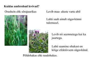 Kuidas umbrohud levivad? Levib maa- aluste varte abil Lahti saab ainult sügavkünni tulemusel. Levib nii seemnetega kui ka juurtega. Lahti saamine ohakast on kõige efektiivsem sügavkünd. Orashein ehk sõrajuurikas Põldohakas ehk raudohakas. 