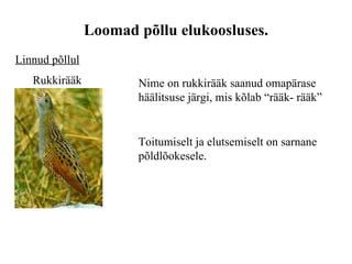 Loomad põllu elukoosluses. Linnud põllul Nime on rukkirääk saanud omapärase häälitsuse järgi, mis kõlab “rääk- rääk” Toitumiselt ja elutsemiselt on sarnane põldlõokesele. Rukkirääk 