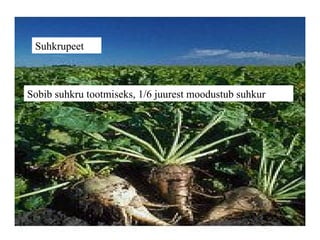 Suhkrupeet Sobib suhkru tootmiseks, 1/6 juurest moodustub suhkur 