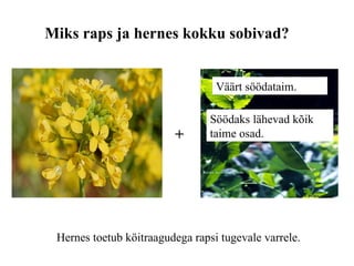 Miks raps ja hernes kokku sobivad? + Hernes toetub köitraagudega rapsi tugevale varrele. Väärt söödataim. Söödaks lähevad kõik taime osad. 