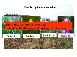 Tavalised põllu umbrohud on : Umbrohte tõrjutakse peamiselt mürkkemikaalidega ja põllupidamise võtetega. Orashein Põldsinep  Põldohakas  Rukkilill  