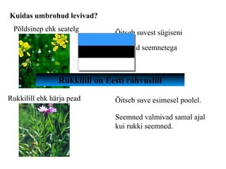 Kuidas umbrohud levivad? Õitseb suvest sügiseni Levivad seemnetega Õitseb suve esimesel poolel. Seemned valmivad samal ajal kui rukki seemned. Põldsinep ehk seatelg Rukkilill ehk härja pead Rukkilill on Eesti rahvuslill 