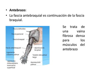 • Antebrazo:
• La fascia antebraquial es continuación de la fascia
braquial.
Se trata de
una vaina
fibrosa densa
para los
músculos del
antebrazo
 