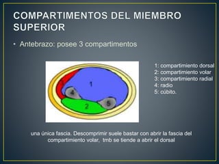 • Antebrazo: posee 3 compartimentos
1: compartimiento dorsal
2: compartimiento volar
3: compartimiento radial
4: radio
5: cúbito.
una única fascia. Descomprimir suele bastar con abrir la fascia del
compartimiento volar, tmb se tiende a abrir el dorsal
 