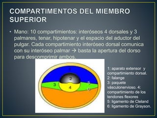 • Mano: 10 compartimientos: interóseos 4 dorsales y 3
palmares, tenar, hipotenar y el espacio del aductor del
pulgar. Cada compartimiento interóseo dorsal comunica
con su interóseo palmar  basta la apertura del dorso
para descomprimir ambos.
1: aparato extensor y
compartimiento dorsal.
2: falange
3: paquete
vásculonervioso. 4:
compartimiento de los
tendones flexores
5: ligamento de Cleland
6: ligamento de Grayson.
 