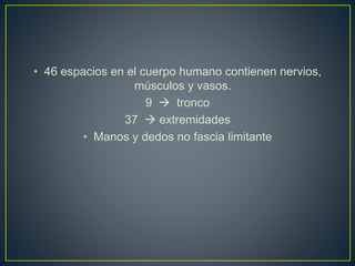 • 46 espacios en el cuerpo humano contienen nervios,
músculos y vasos.
9  tronco
37  extremidades
• Manos y dedos no fascia limitante
 