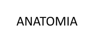 ANATOMIA
 