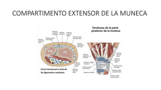 COMPARTIMENTO EXTENSOR DE LA MUNECA
 