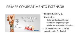 PRIMER COMPARTIMENTO EXTENSOR
• Longitud 2cm +/-1.
• Contenido:
• Extensor Corto del Pulgar
• Abductor largo del pulgar
• Abductor accesorios del pulgar
• Alta relacion con la rama
sensitive del N. Radial
 