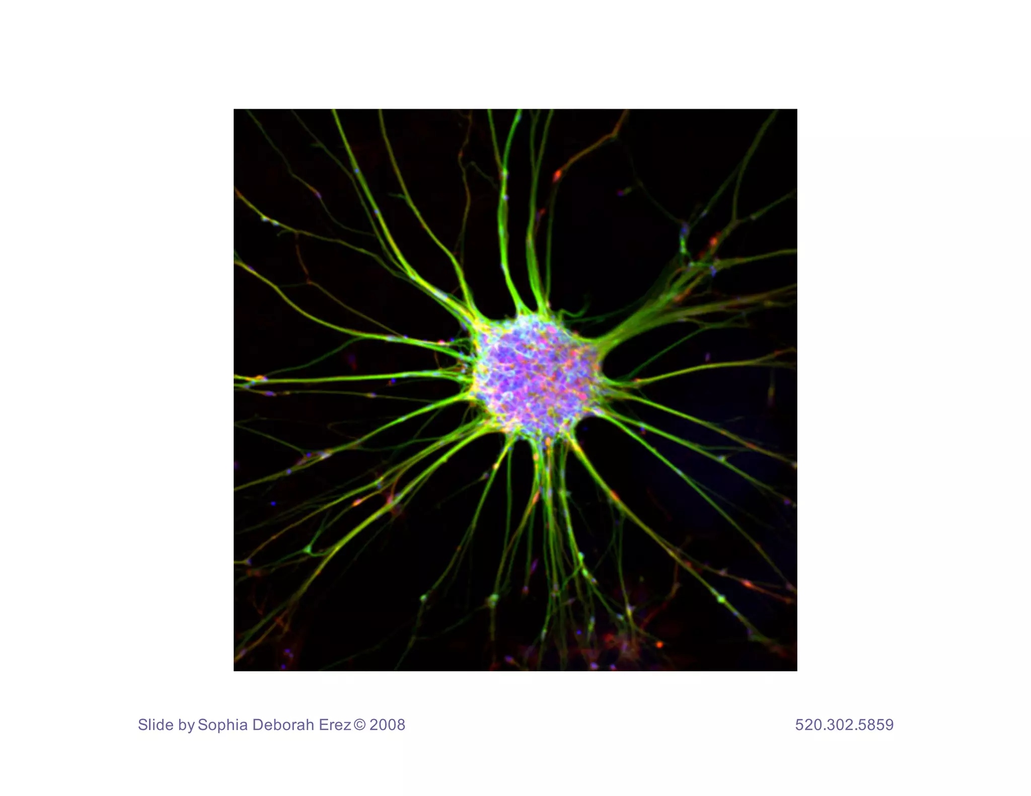 Slide by Sophia Deborah Erez © 2008   520.302.5859
 