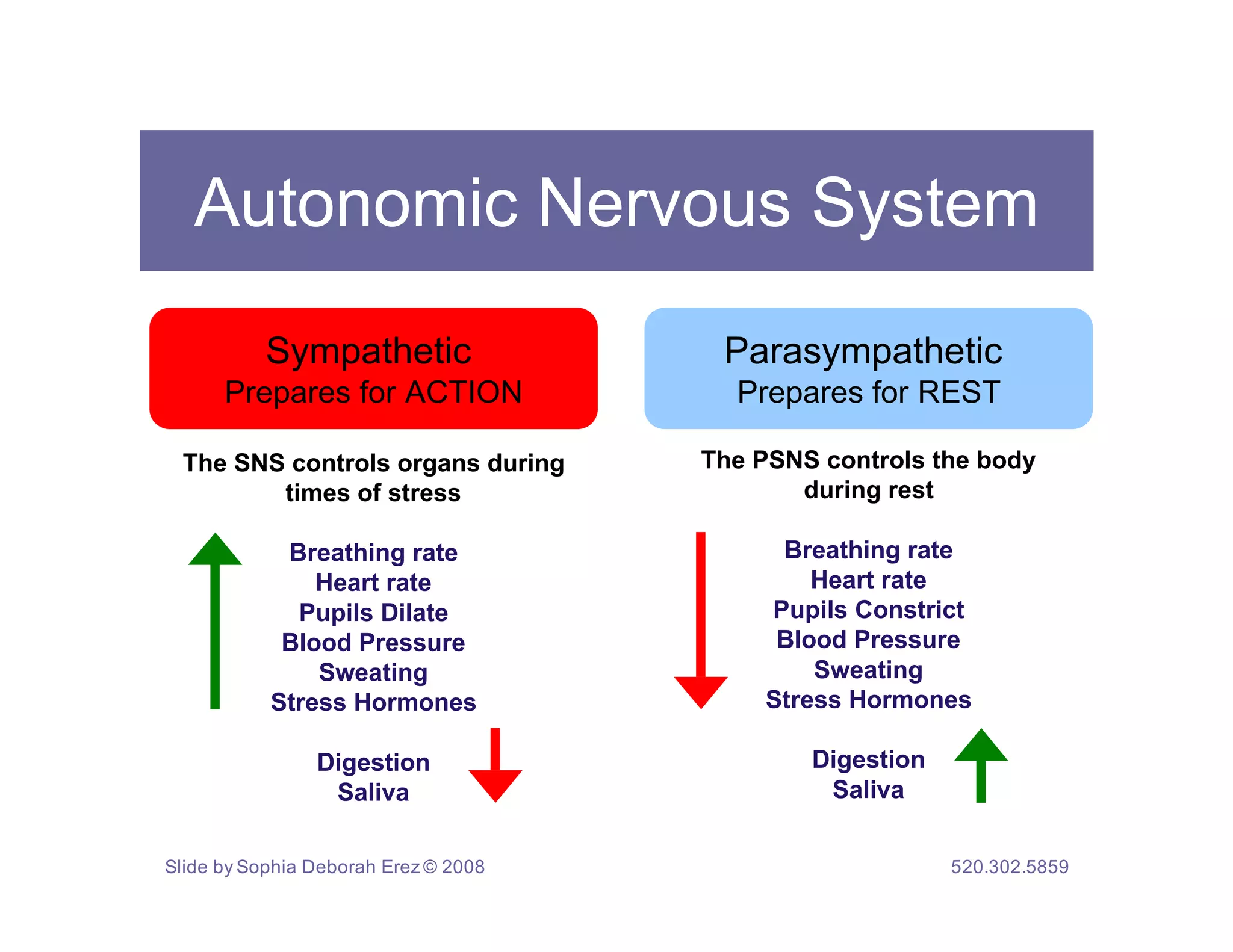 Autonomic Nervous System

           Sympathetic                 Parasympathetic
      Prepares for ACTION               Prepares for REST

 The SNS controls organs during       The PSNS controls the body
        times of stress                      during rest

            Breathing rate                  Breathing rate
               Heart rate                      Heart rate
             Pupils Dilate                 Pupils Constrict
            Blood Pressure                  Blood Pressure
               Sweating                        Sweating
           Stress Hormones                 Stress Hormones

                Digestion                     Digestion
                 Saliva                        Saliva


Slide by Sophia Deborah Erez © 2008                       520.302.5859
 