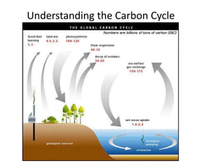 Understanding the Carbon Cycle
 