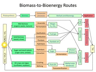 Wet biomass
(organic waste, manure)
Solid biomass
(wood, straw)
Sugar and starch plants
(sugar-cane, cereals)
Oil crops and algae
(sunflower, soybean)
Biomass
Biomass-to-Bioenergy Routes
Ethanol
Butanol
Methyl ester
(biodiesel)
Pyrolytic oil
Biogas
H2, CH4
Fuel gas
Sugar
Pure Oil
Conversion
processes
ElectricityHeat
ElectricaldevicesHeating
Liquidbiofuels
Transport
Biofuels and Bioenergy Application
Anaerobic
fermentation
Gasification
Combustion
Pyrolysis
Hydrolysis
Hydrolysis
Extraction
Crushing
Refining
fermentation
Transesterification
Photosynthesis
6CO2+6H2OC6H12O6+6O2
co2
 