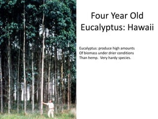 Four Year Old
Eucalyptus: Hawaii
Eucalyptus: produce high amounts
Of biomass under drier conditions
Than hemp. Very hardy species.
 