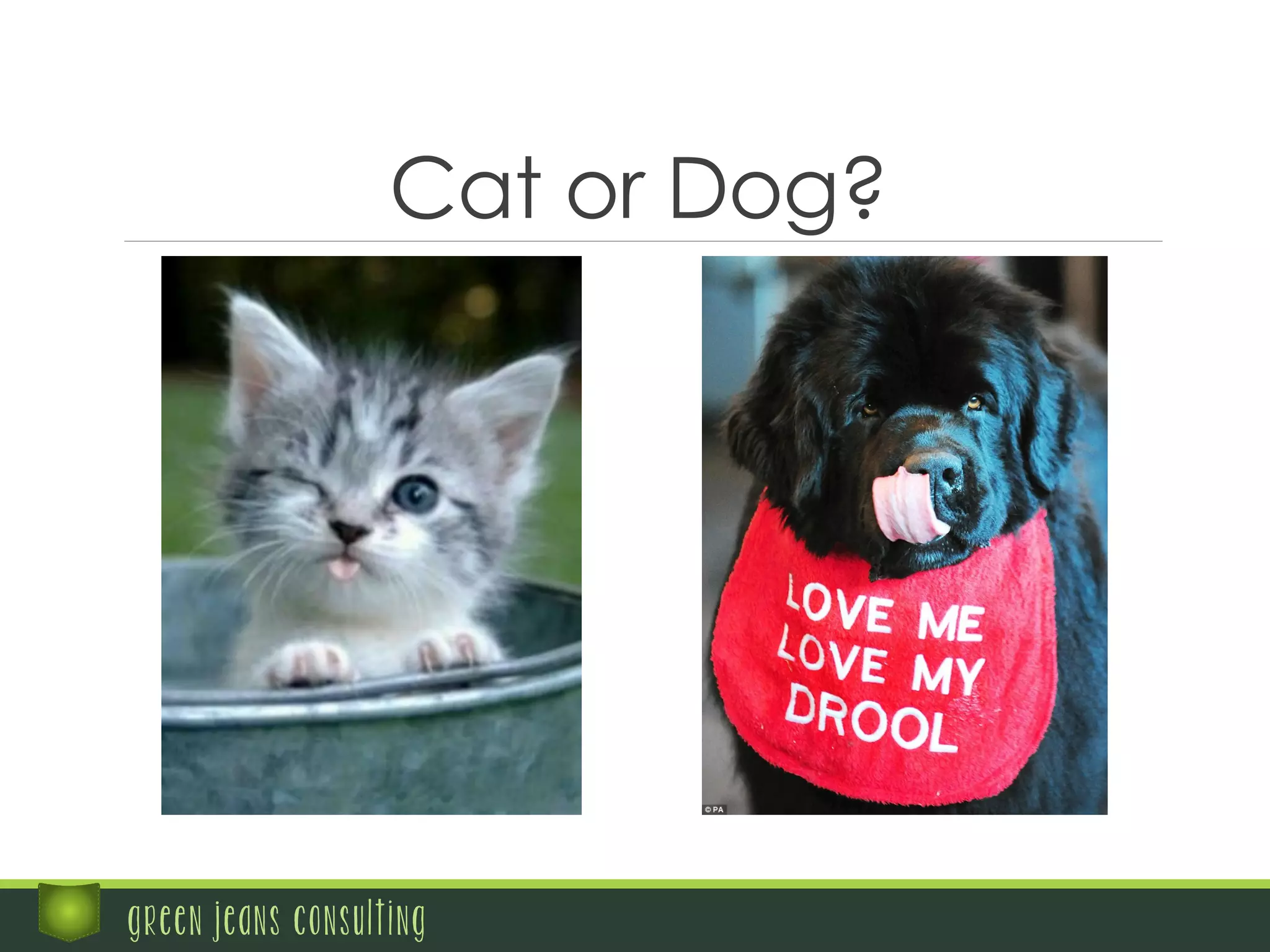 Cat or Dog?
green jeans consulting
 