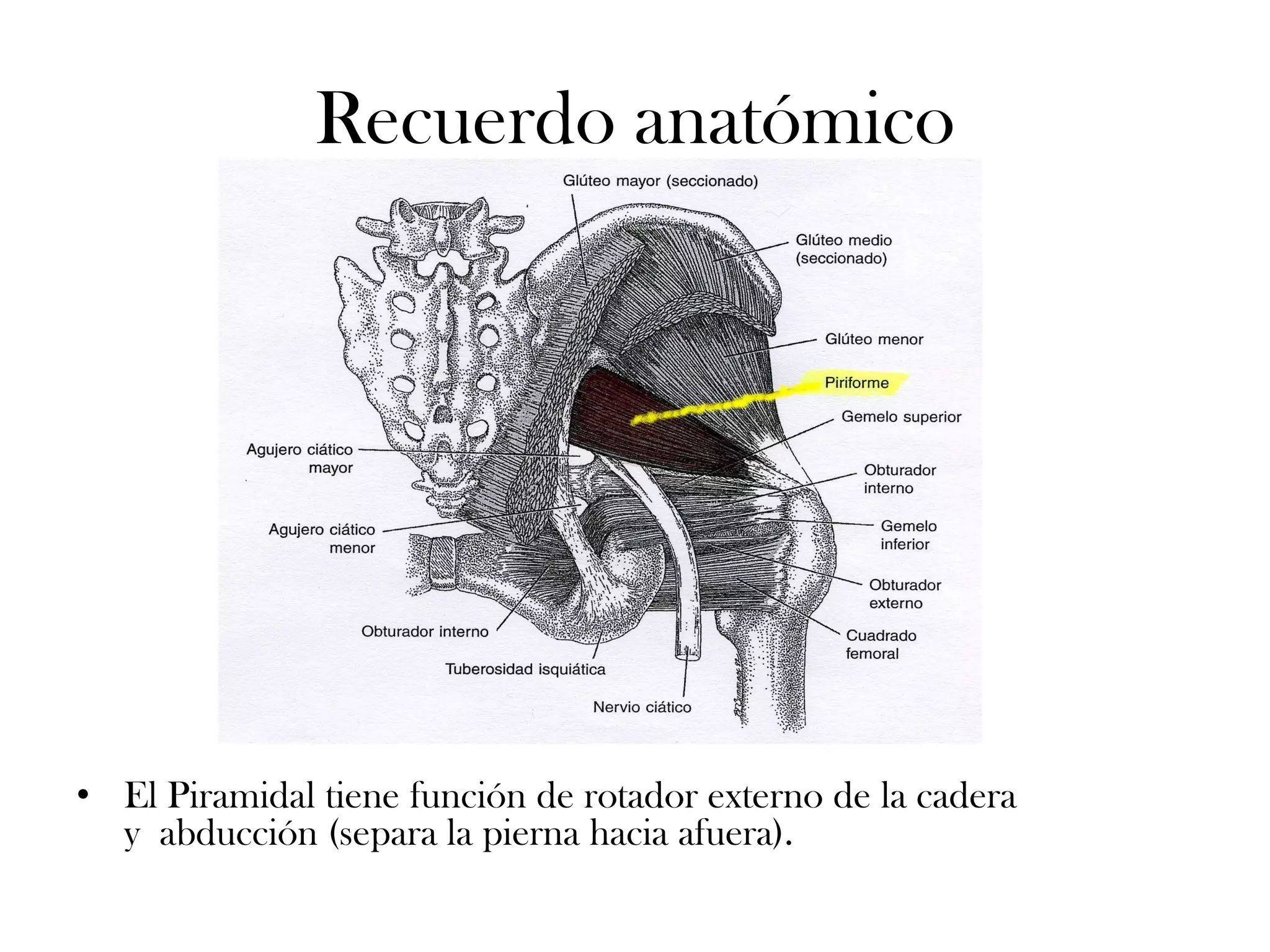 Recuerdo anatómico




• El Piramidal tiene función de rotador externo de la cadera
  y abducción (separa la pierna hacia afuera).
 