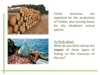 Forest resources are
exploited for the production
of Timber, also causing havoc
for the inhabitant animal
species
To think about:
What do you think will be the
impact of these types of
fishing on the resources of
the sea?
 