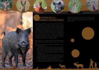 Schéma Départemental de Gestion Cynégétique
  de la FICEVY - 2009/2015




                                                                                                            pendant la période de chasse pour les espèces cerfs
                                              3 - GeStIon De La                                             (élaphe et sika), chevreuil, daim, lièvre, et localement
                                                                                                            à titre expérimental le sanglier, le faisan commun et la
                                                                                                            perdrix grise.
                                              reSSourCe	CYnéGétique	
                                              La gestion cynégétique repose sur la notion d’exploita-
                                              tion durable de la ressource en gibier. Celle-ci se ratta-
                                              che à un contexte territorial sur lequel interviennent de
                                              nombreux acteurs. Pour gérer, il faut connaître l’état des
                                              populations de gibier, les situations socio-économiques
                                              et écologiques des territoires de chasse et mettre en
                                              place des outils capables d’assurer un suivi des popula-
                                              tions et des habitats en vue d’adapter les prélèvements
                                              aux contextes locaux. Parfois, lorsque les conditions
                                              l’imposent, notamment pour le petit gibier sédentaire
                                              de plaine, la gestion de la ressource peut passer par des
                                              opérations de renforcement de population.

                                              Généralement, les responsables de chasse connaissent
                                              bien l’état des populations de gibiers et de leurs habi-
                                              tats.
                                              Les outils principalement utilisés en FICEVY pour la ges-
                                              tion cynégétique sont :
                                                 • l’encadrement des périodes de chasse par la défini-
                                                 tion des dates d’ouverture et de fermeture générales
                                                 et/ou spécifiques des espèces gibiers et des conditions
                                                 d’exercice de la chasse (modes et moyens de chasse)
                                                 arrêtés par le ministre chargé de la chasse et le préfet
                                                 du département ;
                                                 • en dehors de la période des dates d’ouverture et de
                                                 fermeture générale de la chasse, la définition des mo-
                                                 dalités de destruction à tir des espèces « nuisibles »
                                                 arrêtées par le préfet de chaque département ;
                                                 • le plan de chasse individuel, qui autorise le nom-
                                                 bre d’animaux à prélever sur un territoire de chasse




                                                                          
 