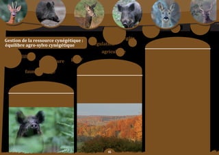 Schéma Départemental de Gestion Cynégétique
  de la FICEVY - 2009/2015




Gestion	de	la	ressource	cynégétique	:                                                                dégâts
équilibre agro-sylvo cynégétique                                            régulation                                                moyens	:
                                                                                     agriculture                      orientation°1	:
        équilibre                                                                                                     mettre	 en	 plaCe un dispositif territorial,

                                              sylviculture   gérer                                                    dénommé	 unité	 de	 Gestion	 (uG)	 dont	 la	 carte	
                                                                                                                      est consultable au siège de la FICeVY et de la
                                                                            Constats/                                 DDea, facilitant une gestion des populations
                                                                                                                      de grands animaux en fixant des objectifs à
                          faune sauvage                                  problématique	:                              atteindre, notamment en terme de prélèvement
                                                                                                                      et	 si	 nécessaire	 appeler	 une	 participation	
                                                                                                                      financière complémentaire des surfaces boisées
                                                                     Bien	que	théorique,	le	concept	de	l’équilibre	   (déclarées	sur	l’imprimé	de	demande	de	plan	de	
                                                                      agro-sylvo-cynégétique permet de définir        chasse)	 à	 l’indemnisation	 des	 dégâts	 agricoles.	
                                                                         les objectifs et les moyens capables         en cas de besoin, favoriser les interventions
                      objectif SDGC :                                 d’assurer la présence durable d’une faune
                                                                     sauvage riche et variée sans compromettre
                                                                                                                      par	 les	 chasseurs	 dans	 les	 zones	 non	 chassées	
                                                                                                                      après mise en garde de la FICeVY. Prendre en
                                                                                                                      compte les nouvelles dispositions d’attributions
                                                                      la	pérennité	et	la	rentabilité	économique	      interdépartementales	 de	 grand	 gibier	 soumis	 au	
            atteindre l’équilibre agro-sylvo-cynégétique                 des activités agricoles et sylvicoles.       plan	de	chasse	ou	de	gestion.	
                    en matière de grand gibier
                                                                                                                      orientation	n°2	:
                                                                                                                      aSSoCier	les	agriculteurs	et	les	chasseurs	dans	la	
                                                                                                                      protection	des	cultures	par	la	pose	et	l’entretien	
                                                                                                                      de	clôtures.

                                                                                                                      orientation	n°3	:
                                                                                                                      enCouraGer	 l’implantation	 judicieuse	 de	
                                                                                                                      jachères ou autre dispositif d’aménagement au
                                                                                                                      niveau des lisières boisées et des prairies en forêt,
                                                                                                                      en vue de maintenir les grands animaux dans les
                                                                                                                      grands massifs boisés ou à proximité plutôt qu’en
                                                                                                                      plaine	 agricole.	 inciter	 la	 non-implantation	 de	
                                                                                                                      maïs	 ou	 autres	 cultures	 appétantes	 en	 bordure	
                                                                                                                      forestière.


                                                                                          
 