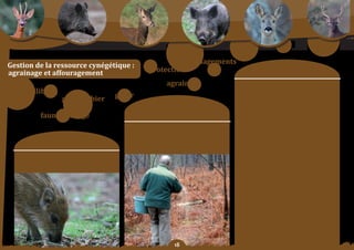 Schéma Départemental de Gestion Cynégétique
  de la FICEVY - 2009/2015




                                                                                     aménagements
Gestion	de	la	ressource	cynégétique	:
agrainage et affouragement                                                 protection                                               moyens	:
                                                                                     agrainage                     article	1	:	application	:
        équilibre                                                                                                  L’agrainage ou l’affouragement du grand gibier

                                              grand	gibier   gérer                                                 et du sanglier est autorisé après déclaration et
                                                                                                                   renseignement	 à	 la	 FiCeVY	 par	 le	 détenteur	 du	
                                                                           Constats/                               droit de chasse suivant le modèle de l’imprimé
                                                                                                                   annexé	au	présent	SDGC	et	moyennant	le	respect	
                          faune sauvage                                 problématique	:                            des	 articles	 ci	 dessous.	 la	 FiCeVY	 transmet	 la	
                                                                                                                   déclaration	à	la	DDea	et	à	l’onCFS.

                                                                        Dispositions	concernant	l’agrainage	et	    article	2	:	modalités	d’agrainage	pour	le	
                                                                     l’affouragement du gibier. Les dispositions   petit	gibier	:
                                                                     concernant	le	sanglier	seront	reprises	dans   quelles	 que	 soient	 ses	 modalités	 et	 les	 produits	
                      objectif SDGC :                                   le plan de gestion de l’espèce sanglier.
                                                                                                                   utilisés sauf maïs, l’agrainage du petit gibier est
                                                                                                                   autorisé	toute	l’année.	

                           réglementer	l’agrainage
                                                                                                                   article	3	:	modalités	d’agrainage	de	
                                                                                                                   dissuasion	pour	les	ongulés	:
                         et l’affouragement du gibier                                                              L’agrainage en tas est interdit, les dispositifs
                                                                                                                   distribuant des aliments à volonté (auge, trémie)
                                                                                                                   sont	 interdits.	 Seul	 l’épandage	 linéaire	 ou	
                                                                                                                   dispersant sera pratiqué suivant les modalités en
                                                                                                                   annexe.




                                                                                         
 