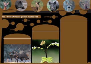 Schéma Départemental de Gestion Cynégétique
   de la FICEVY - 2009/2015




        sylviculture
312 - orientations de gestion pour le cerf                                              aménagements
                                                                                                                                   moyens	:
                                                    trophées
                                                                                     qualitatif                     orientation	n°1	:
         équilibre                                                                                                  pourSuiVre une gestion qualitative efficace et

                                               populations   gérer                                                  durable.

                                                                           Constats/                                orientation	n°2	:
                                                                                                                    enViSaGer la mise en place d’un système de
                           faune sauvage                                problématique	:                             suivi des réalisations tant sur le plan quantitatif
                                                                                                                    que qualitatif et rendre obligatoire l’exposition
                                                                                                                    annuelle	des	trophées.	
                                                                       en vue de gérer durablement et de façon
                                                                          concertée les populations de cerfs,       orientation	n°3	:
                                                                     il	est	souhaitable	de	rechercher	lemeilleur	   mettre	 en	 œuVre	 des	 programmes	 de	
                       objectif SDGC :                                     équilibre agro-sylvo-cynégétique.
                                                                                                                    connaissance des niveaux d’abondance des
                                                                                                                    populations	 et	 de	 leurs	 déplacements	 sur	 les	
                                                                                                                    principaux    massifs    forestiers (ex : indice
                                                                                                                    nocturne,	comptage	au	brame).
                Mieux connaître les populations de cerfs
                         et les laisser vieillir                                                                    orientation	n°4	:
                                                                                                                    moBiliSer	 les	 partenaires	 locaux	 (agriculteurs/	
                                                                                                                    chasseurs/forestiers) dans la prévention des
                                                                                                                    dégâts.

                                                                                                                    orientation	n°5	:
                                                                                                                    oBliGer le retour des fiches de tirs sous
                                                                                                                    48	heures.




                                                                                         
 