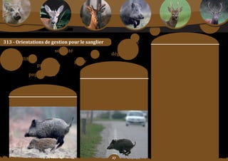 Schéma Départemental de Gestion Cynégétique
   de la FICEVY - 2009/2015




                                                                                                                                     moyens	:
313	-	orientations	de	gestion	pour	le	sanglier                                                     suivi
                                                                                                                   orientation	n°1	:
                                                 sécurité                                                          a partir de la campagne cynégétique suivant
                                                                                     dégâts                        l’approbation du SDGC par le Préfet et à l’initiative de
                                                                                                                   la	FiCeVY,	il	est	mis	en	place	un	plan	départemental	
          équilibre                                                                                                de	gestion	annuel	pour	le	sanglier	s’appuyant	sur	les	
                                                            gérer                                                  unités de Gestion prévoyant, notamment les densités
                                          protection
                                                                        Constats/                                  souhaitables	 à	 partir	 des	 capacités	 d’accueil	 des	
                                                                                                                   territoires, des dispositifs de marquage et de suivi,

                               populations                           problématique	:                               ainsi que les modalités réglementant l’agrainage…

                                                                                                                   orientation	n°2	:
                                                                                                                   moBiliSer	 et	 organiser	 les	 chasseurs,	 les	
                                                                  en 20 ans, les prélèvements de sangliers ont     agriculteurs,	 les	 gestionnaires	 de	 territoires	 et	
                                                                fortement augmenté. La FICeVY est aujourd’hui      les forestiers dans la prévention des dégâts et des
                                                                    confrontée à deux problèmes. Le premier,
                       objectif SDGC :                           rural	et	cynégétique,	porte	sur	les	moyens	de	
                                                                                                                   risques	de	collisions.

                                                                 mieux	maîtriser	l’équilibre	agro-cynégétique	     orientation	n°3	:
                                                                  localement.	le	second,	urbain	et	sécuritaire,	   SenSiBiliSer	 les	 responsables	 de	 territoire	 à	 la	
               mieux	gérer	les	populations	de	sangliers.          porte	sur	les	moyens	de	mieux	maîtriser	les	     nécessité de contrôler l’évolution des populations.
                                                                 risques	d’atteinte	aux	personnes	et	aux	biens.
                                                                                                                   orientation	n°4	:
                                                                                                                   enCouraGer comme mode de prévention des
                                                                                                                   dégâts,	le	tir	d’été	du	sanglier	à	partir	du	1er	juin	et	
                                                                                                                   l’organisation	de	battues	par	les	chasseurs	à	partir	
                                                                                                                   du 15 août.

                                                                                                                   orientation	n°5	:
                                                                                                                   FaVoriSer	 la	 protection	 des	 cultures	 agricoles	
                                                                                                                   sensibles	 par	 la	 pose	 de	 clôtures,	 de	 l’agrainage	 de	
                                                                                                                   dissuasion,	 de	 l’implantation	 de	 cultures	 à	 gibier	
                                                                                                                   avec l’implication locale des agriculteurs et des
                                                                                                                   chasseurs.

                                                                                                                   orientation	n°6	:
                                                                                                                   retour de déclaration des prélèvements sous
                                                                                                                   48	heures	à	la	FiCeVY.

                                                                                      
 