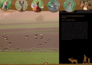 Schéma Départemental de Gestion Cynégétique
  de la FICEVY - 2009/2015




                                                   321 - Le PetIt GIbIer SéDentaIre De
                                                   plaine
                                                   3211	-	la	perdrix	grise
                                                   Petit gibier inféodé aux plaines céréalières du nord de la
                                                   France, la perdrix grise est un oiseau grégaire qui vit en
                                                   compagnie, généralement constituée d’un couple et de
                                                   leurs jeunes de l’année, de juillet à décembre. En dehors
                                                   de cette période, elle vit en couple pour préparer la repro-
                                                   duction en occupant un territoire de quelques hectares à
                                                   quelques centaines d’hectares. La taille des compagnies
                                                   varie en fonction du taux de survie des jeunes. Les pontes,
                                                   d’une moyenne de 8 œufs, éclosent dès mi-juin/fin-juin.
                                                   Les quinze premiers jours de leur vie, les poussins sont
                                                   très sensibles à la prédation, au froid et aux pratiques agri-
                                                   coles, notamment aux broyages des jachères car ils ont un
                                                   régime alimentaire insectivore. Ce n’est qu’à partir de qua-
                                                   tre semaines que le poussin consomme des graines et des
                                                   fragments de végétaux.




                                              0
 