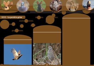 Schéma Départemental de Gestion Cynégétique
   de la FICEVY - 2009/2015




                                                                                                                                 moyens	:
3211	-	la	perdrix	grise                                        densités                  parcellaire
                                                                                                                 orientation	n°1	:
                                               aménagements                                                      Considérant	 que	 ce	 qui	 est	 bon	 pour	 la	 perdrix	
                                                                                     habitat                     grise est bon pour l’ensemble de la petite faune de
                                                                                                                 plaine, une attention particulière doit être portée
         agrainage                                                                                               sur	la	bonne	gestion	de	l’assolement,	un	maintien	
                                                           gérer                                                 des couverts, un maillage par bande enherbée du

                                                                         Constats/                               parcellaire	 et	 l’implantation	 d’aménagement	 de	
                                                                                                                 protection	et	d’amélioration	de	l’habitat.

                               populations                            problématique	:                            orientation	n°2	:
                                                                                                                 mettre	 en	 plaCe	 des	 diagnostics	 sur	 des	
                                                                                                                 territoires pilotes et évaluer les densités
                                                                   La modification du parcellaire rural et des   (comptage de printemps) et les prélèvements
                                                                   pratiques agricoles a eu un impact négatif    possibles	(échantillonnage	d’été).
                                                                      sur	les	populations	de	perdrix	grises.
                       objectif SDGC :                             Parallèlement les chasseurs ont développé     orientation	n°3	:
                                                                     des attentes et des pratiques nouvelles     porter une attention particulière à la régulation
                                                                       qui doivent être prises en compte.        des	nuisibles.
            Développer les populations de perdrix grise.
                                                                                                                 orientation	n°4	:
                                                                                                                 orGaniSer une campagne efficace d’agrainage de
                                                                                                                 septembre	à	juillet.

                                                                                                                 orientation	n°5	:
                                                                                                                 aCCepter la diversité des pratiques de gestion de
                                                                                                                 la perdrix grise, en fonction des initiatives.

                                                                                                                 orientation	n°6	:
                                                                                                                 enCouraGer l’installation et le développement
                                                                                                                 de	populations	autochtones.




                                                                                       
 