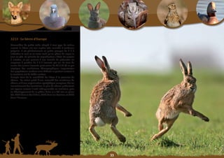 Schéma Départemental de Gestion Cynégétique
  de la FICEVY - 2009/2015




     3213 - Le lièvre d’europe
     Mammifère de petite taille adapté à tout type de milieu
     ouvert, le lièvre est une espèce très sociable à tendance
     grégaire. Il vit généralement en petits groupes de 2 à 6
     individus la nuit et ne reste isolé qu’en phase de repos le
     jour au gîte. Sa période de reproduction s’étale de janvier
     à octobre, ce qui permet à une femelle de présenter en
     moyenne 5 portées de 1 à 3 levrauts par an. Le taux de
     survie des jeunes levrauts peut varier de 40 à 80 % ce qui
     implique des oscillations démographiques importantes
     des populations rendant ainsi difficile sa gestion surtout si
     le territoire est de faible surface.
     Compte tenu de la sensibilité du lièvre à la pression de
     chasse, du statut privé d’une majorité des territoires de
     chasse et d’une organisation cynégétique complexe liée au
     morcellement des territoires, le plan de chasse préfectoral
     est apparu comme l’outil indispensable au maintien, puis
     au développement de ce gibier. Celui-ci a été mis en place
     dès 1994 dans le Val d’Oise, 1998 dans les Yvelines et 1999
     dans l’Essonne.




                                                                     
 